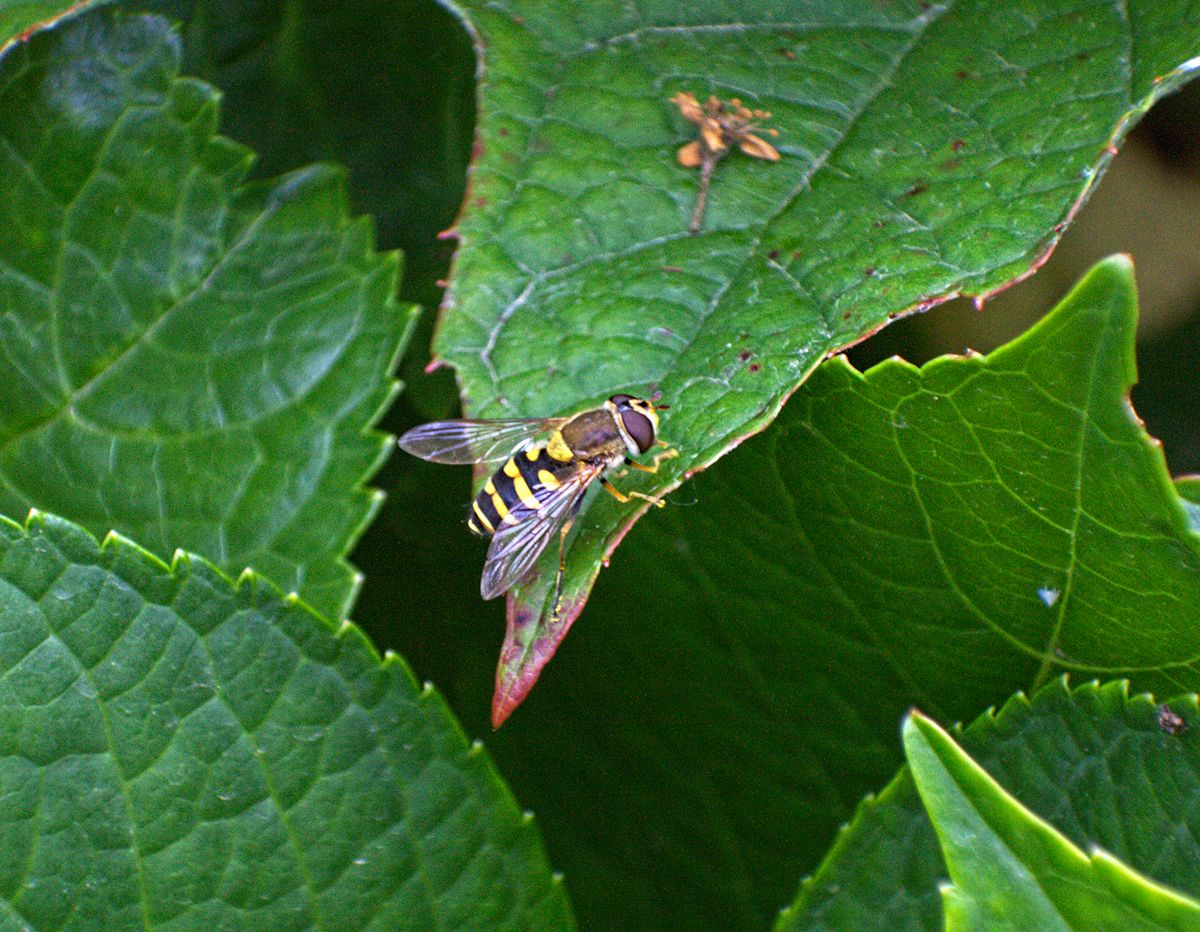 Syrphus vitripennis da confermare